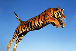 Tiger Jumping